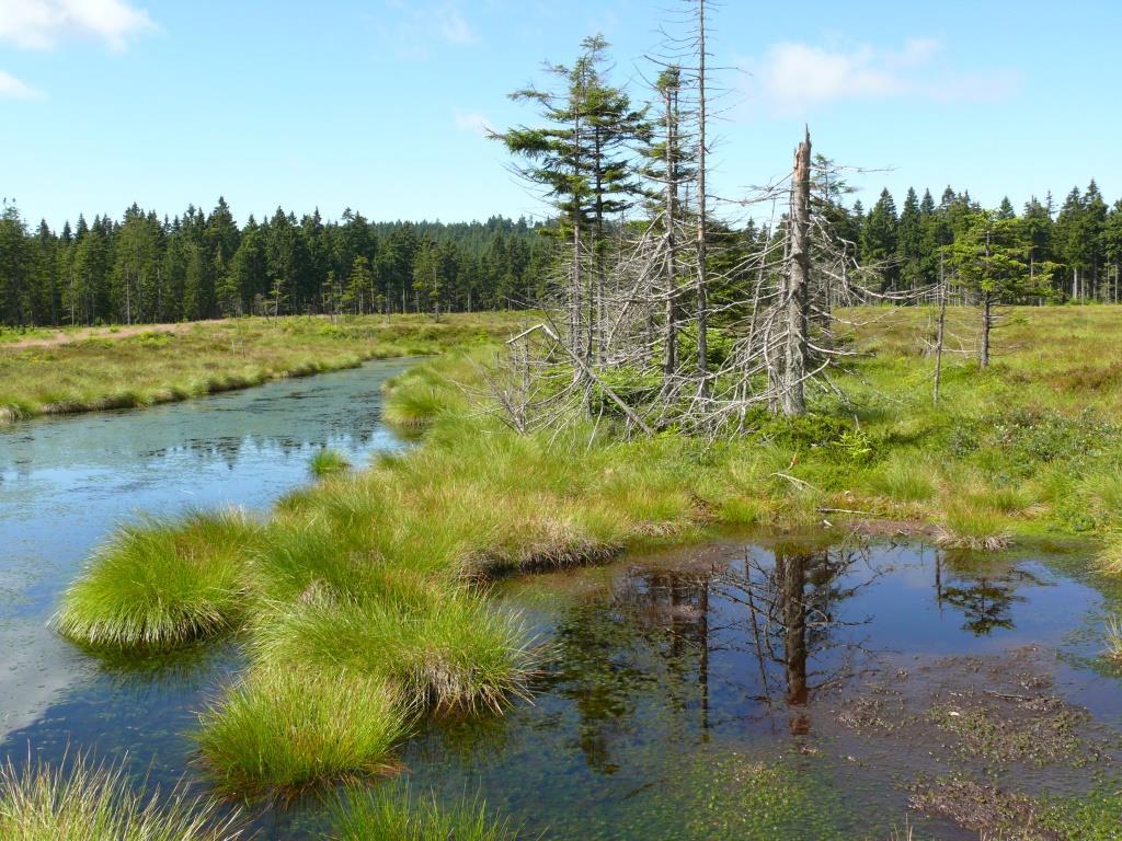 Die Regenmoore im Thüringer Wald benötigten dringend Wasser, um vital zu überleben und wichtige Hochwasser- und Klimaschutzfunktionen zu gewährleisten