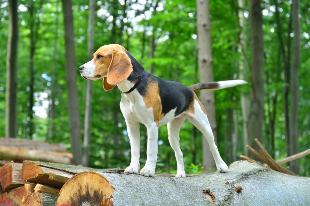 Die Beagle-Hündin darf ohne Leine: Hunde, die zu Jagd verwendet werden, sind von der waldgesetzlichen Leinenpflicht ausgenommen