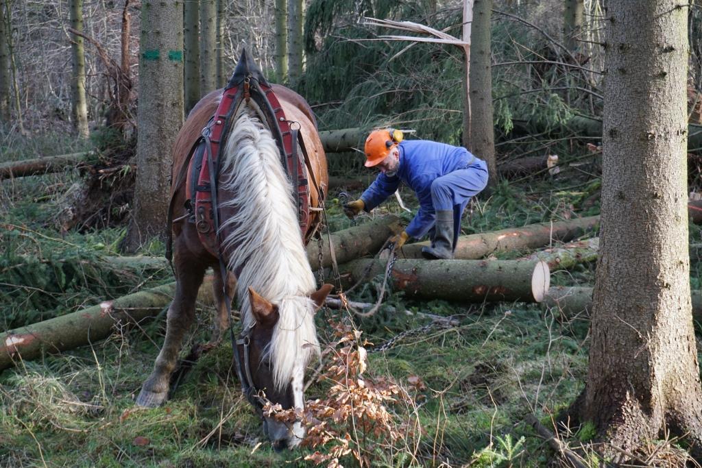 Naturnahe Forstwirtschaft in Deutschland und damit in Thüringen garantiert hohe Umweltstandards bei der nachhaltigen Holzernte – und dem Klima hilft es auch