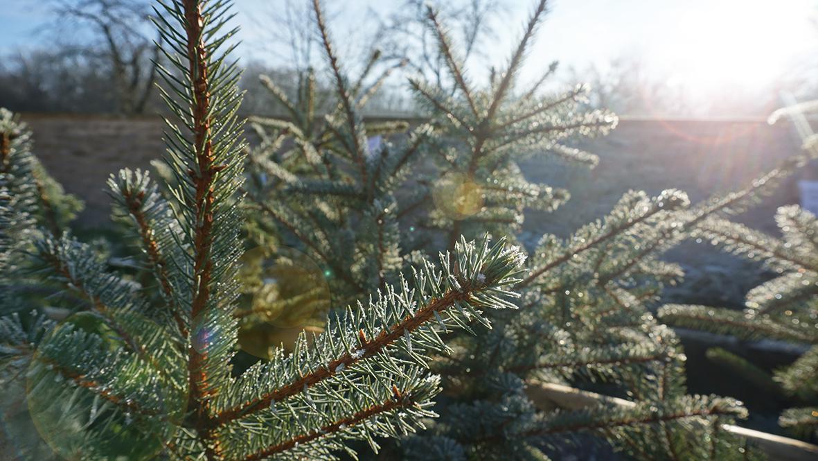 Heimische Weihnachtsbäume, frisch geschlagen und klimaschonend vermarktet, direkt vom Förster: ThüringenForst bietet auch in diesem Jahr ein großes Angebot – bis zum 23.12.2019
