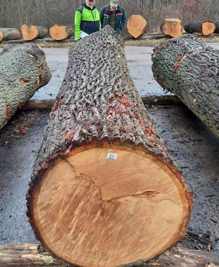 Jahrelange Waldpflege zahlt sich aus