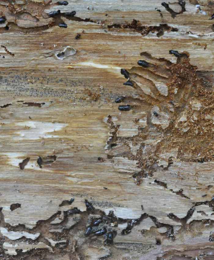 Was macht der Fichtenborkenkäfer eigentlich im Winter?