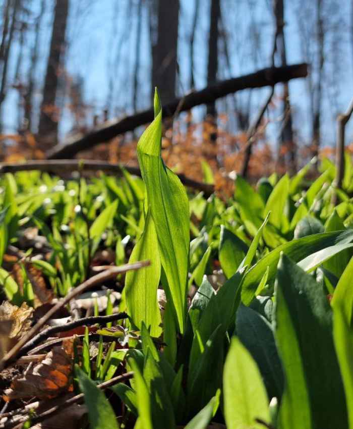 Wie der Wald die heimische Küche veredelt